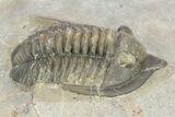 Diademaproetus Trilobite - Ofaten, Morocco #273382-1